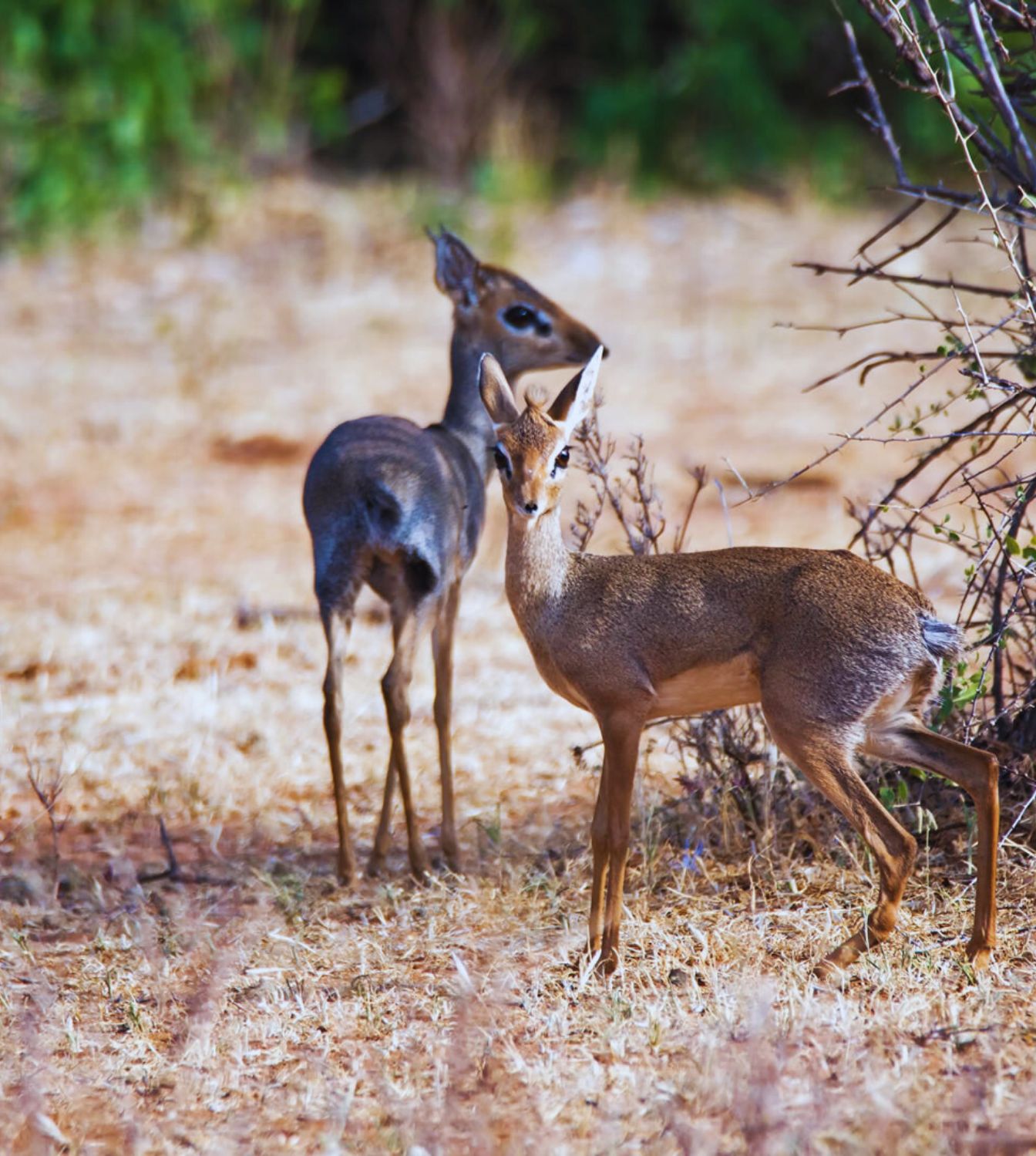 Samburu Reserve