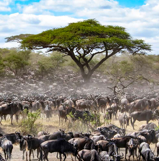 East Africa Safari FAQ